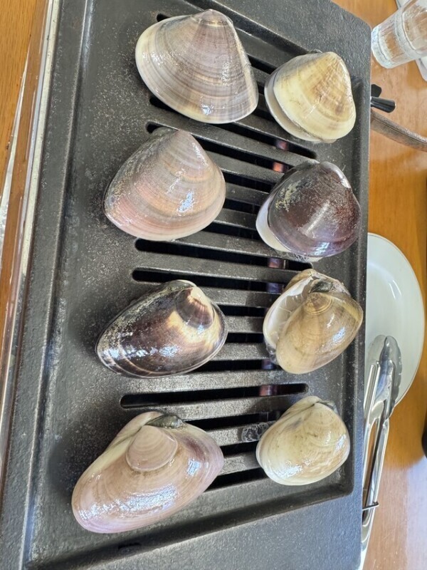 🐚