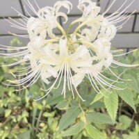 みこと