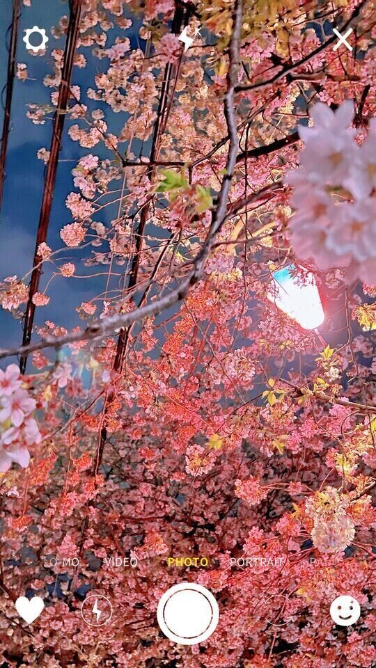 来年こそは🌸