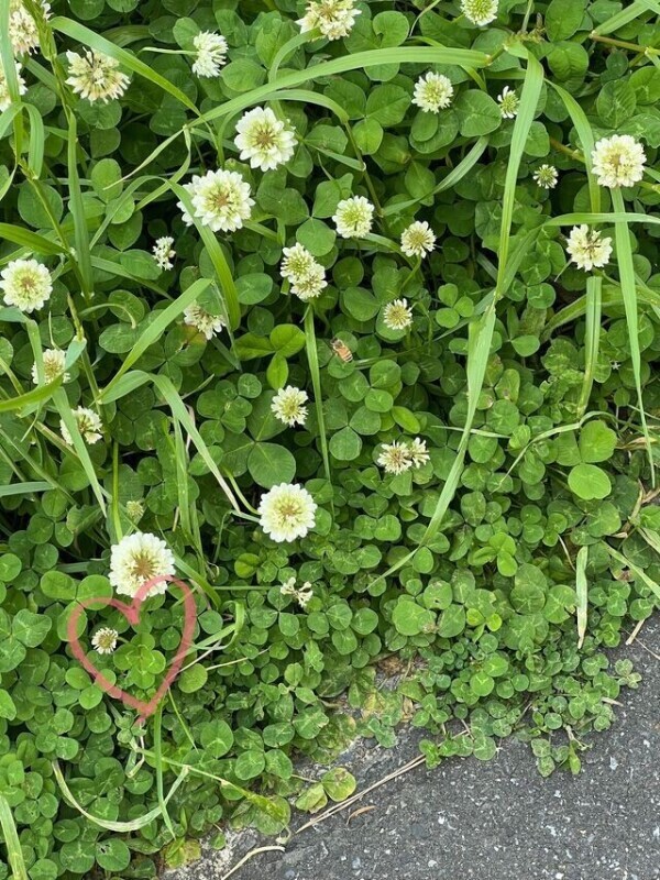 おすそわけ🍀.*
