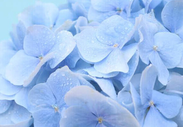 ♡雨振らないといいな♡