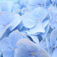えま