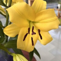 ともみ