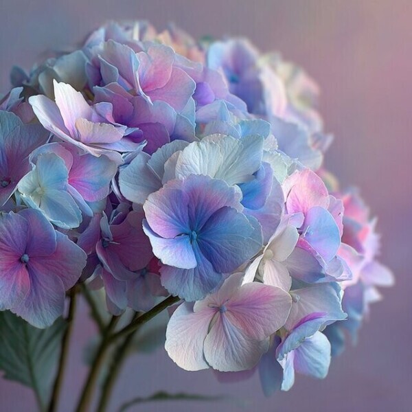 次回ご案内16:50頃🌷