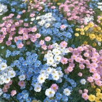 らら