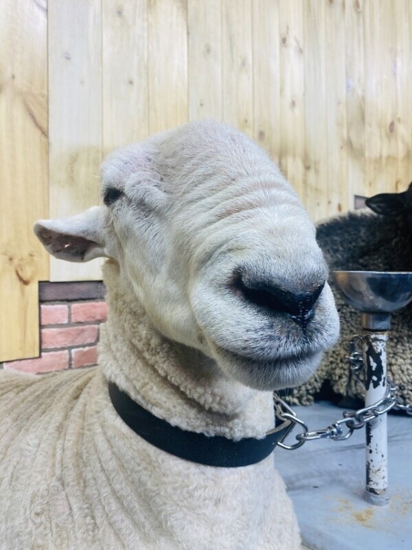 急遽出勤します🙌