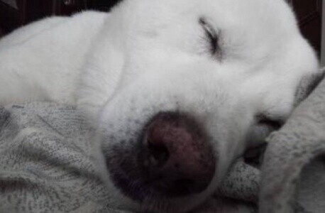 🐺癒やしが欲しい🐺