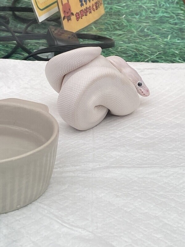 お疲れ様です( ᐛ👐)✨