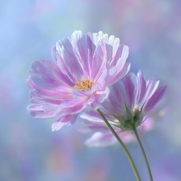 事前のお誘い🙏💍💓