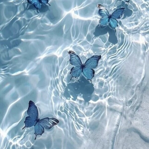 次回ご案内17:00頃〜🦋