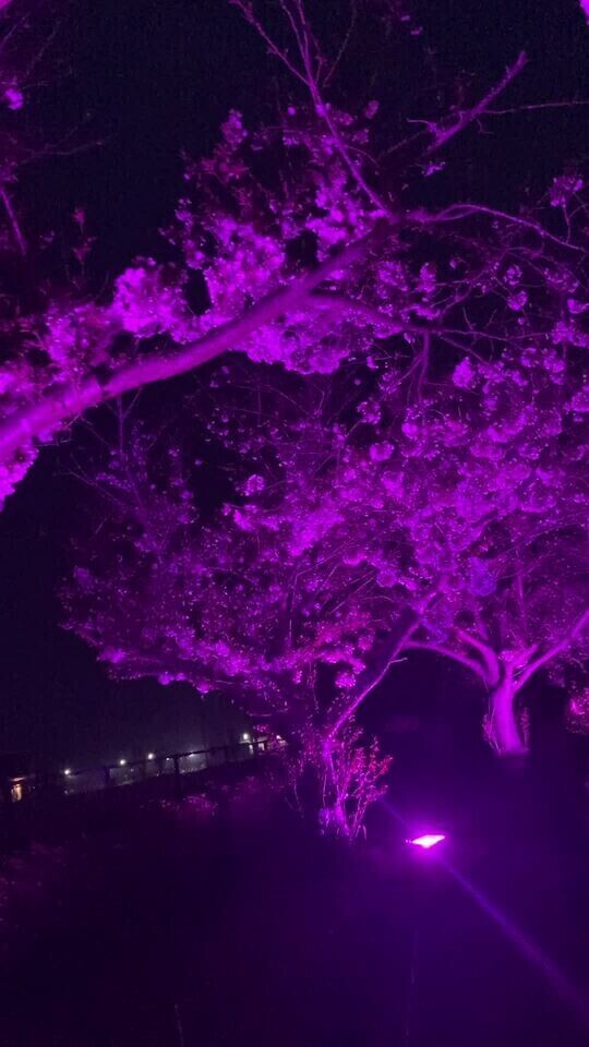 🌸夜桜〜🌙*.｡