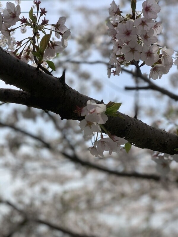桜🌸