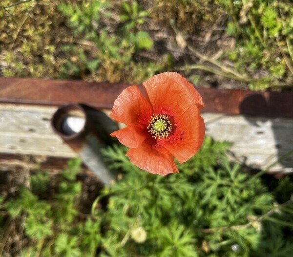 春🌸