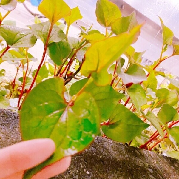 ドクダミテロ起こしてもうた