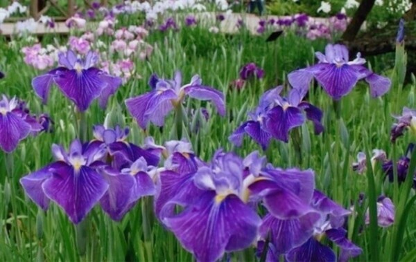 健康と幸せを願って🙏💐