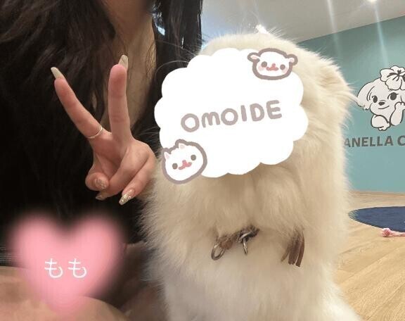 保護犬カフェ? ? ?