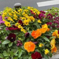 滝沢　あきな