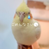 天野ひなの