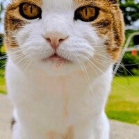 オレンジ　プレイボーイ出勤