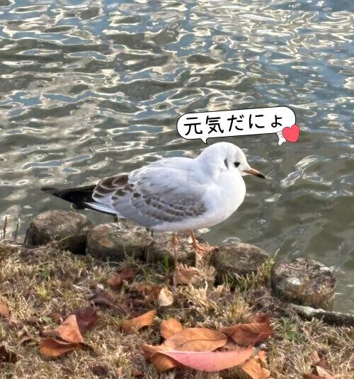 にちようびんびん