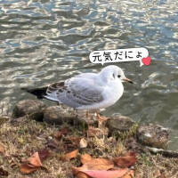 にちようびんびん