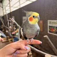 明日明後日
