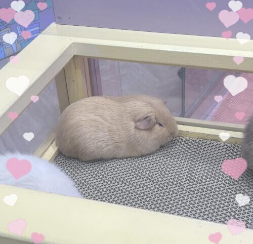 ひゅん！