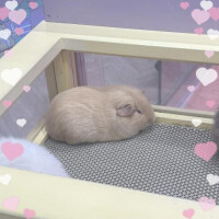 ひゅん！