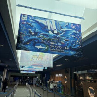こんばんは〜！今日はお休みだったので大洗水族館行ってきました〜！めちゃくちゃ楽しかった！お兄様方におすすめしてもらったイルカショーも見たしペンギンも可愛いかった〜！！サメも大洗水族館が1番多いって聞いたから見てきたよ！🦈海風も気持ちよくて素敵な1日でした＊明日からまた頑張れそう！