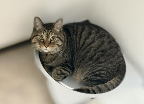 猫ちゃん🐱