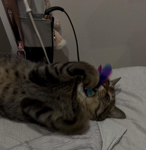 ねこさん💕