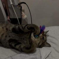 ねこさん💕