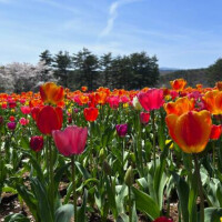 ことり