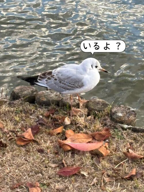 え、いるよ？😑