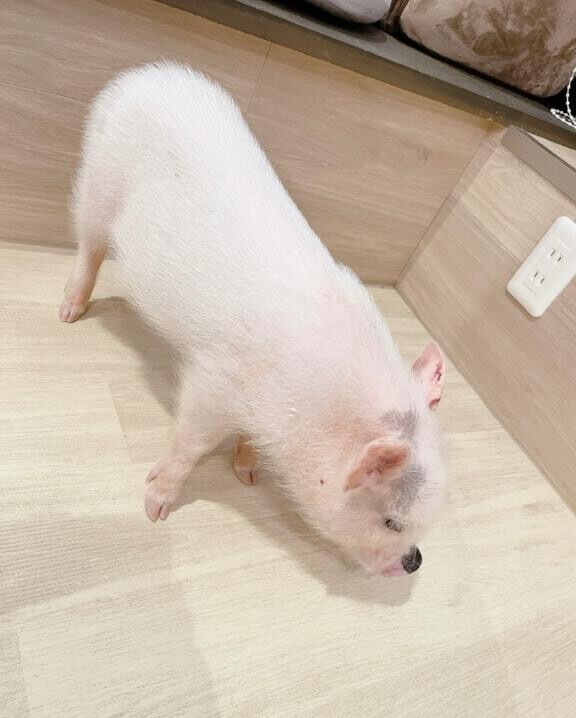 可愛すぎ?