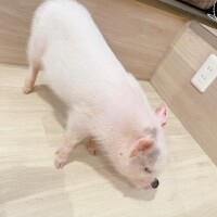 池上　はるか