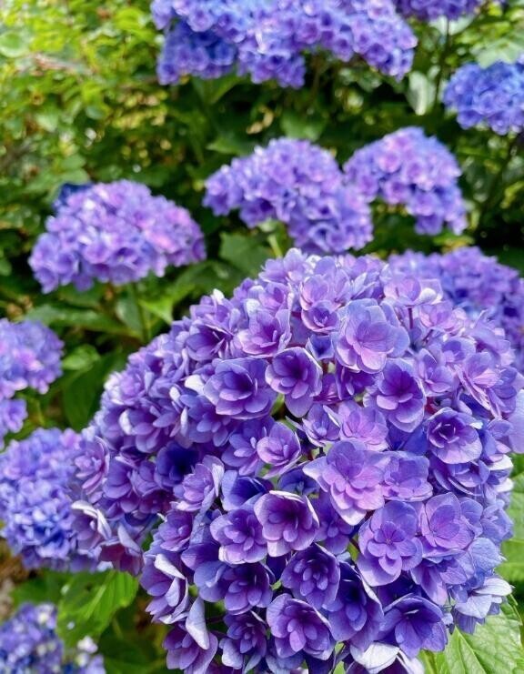 紫陽花?
