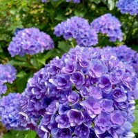 紫陽花?