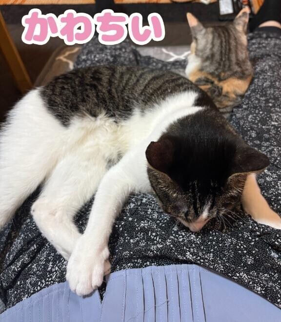 軽くていいなぁ。