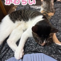 軽くていいなぁ。