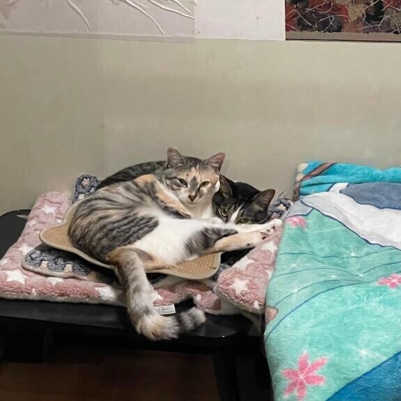 こんばんは