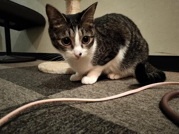 ありがとうございました?