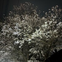 柴田　みさき