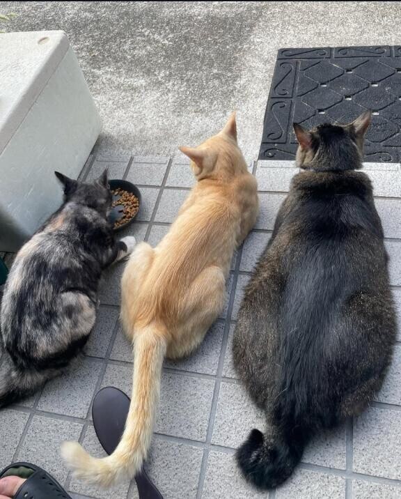 つちのこ