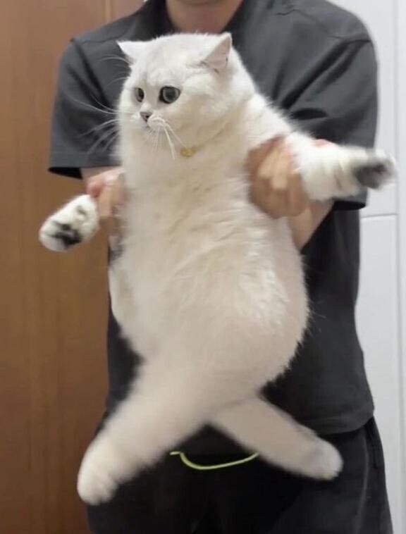 (          ´･∀･`          )あーした！