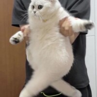 本城　かりん
