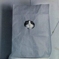 本城　かりん