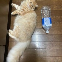 オキニトーク