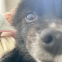 あめあめ