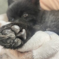 おはよよよん
